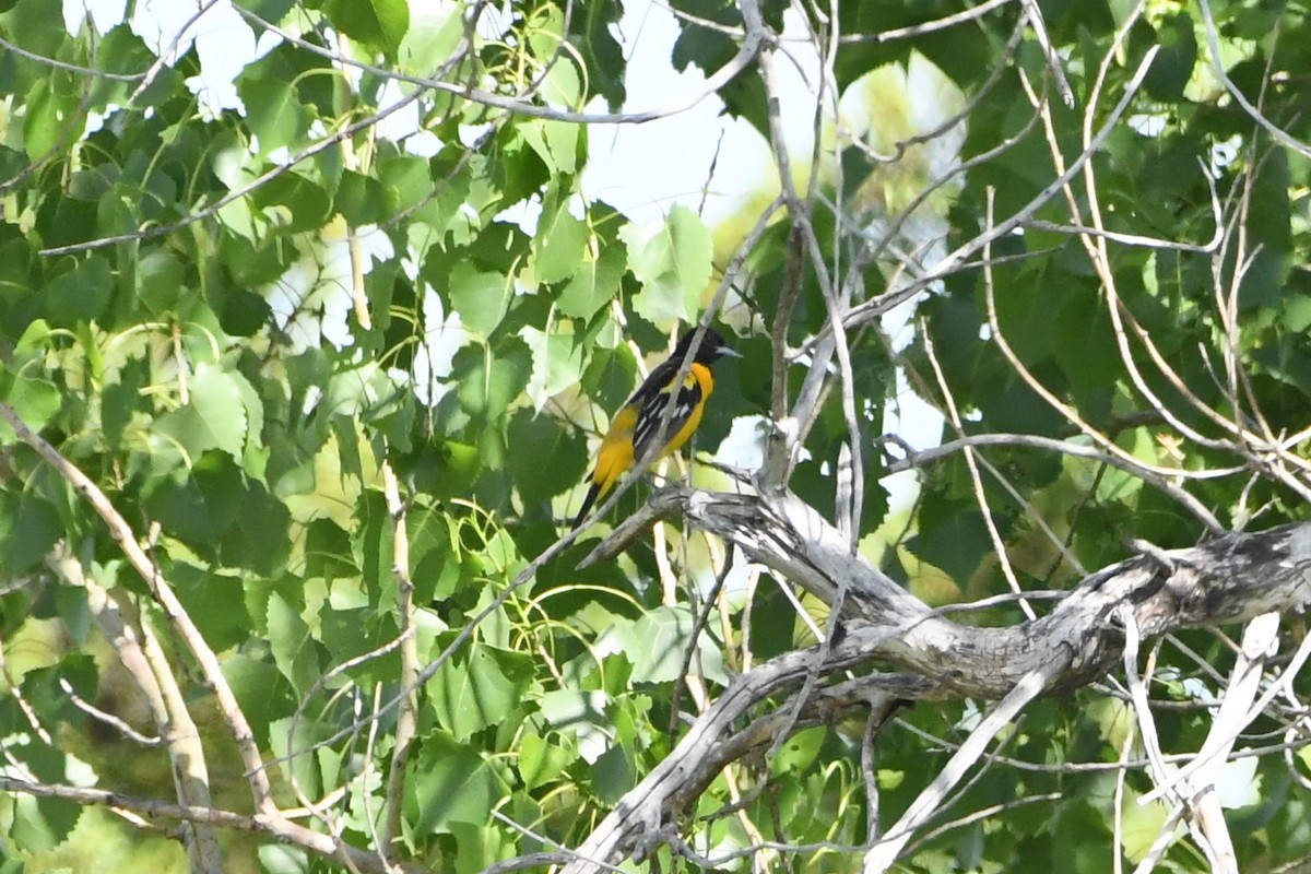 Baltimore Oriole - ML620819586