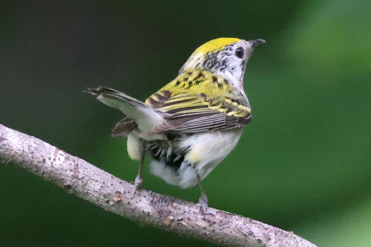 Chestnut-sided Warbler - ML620819590