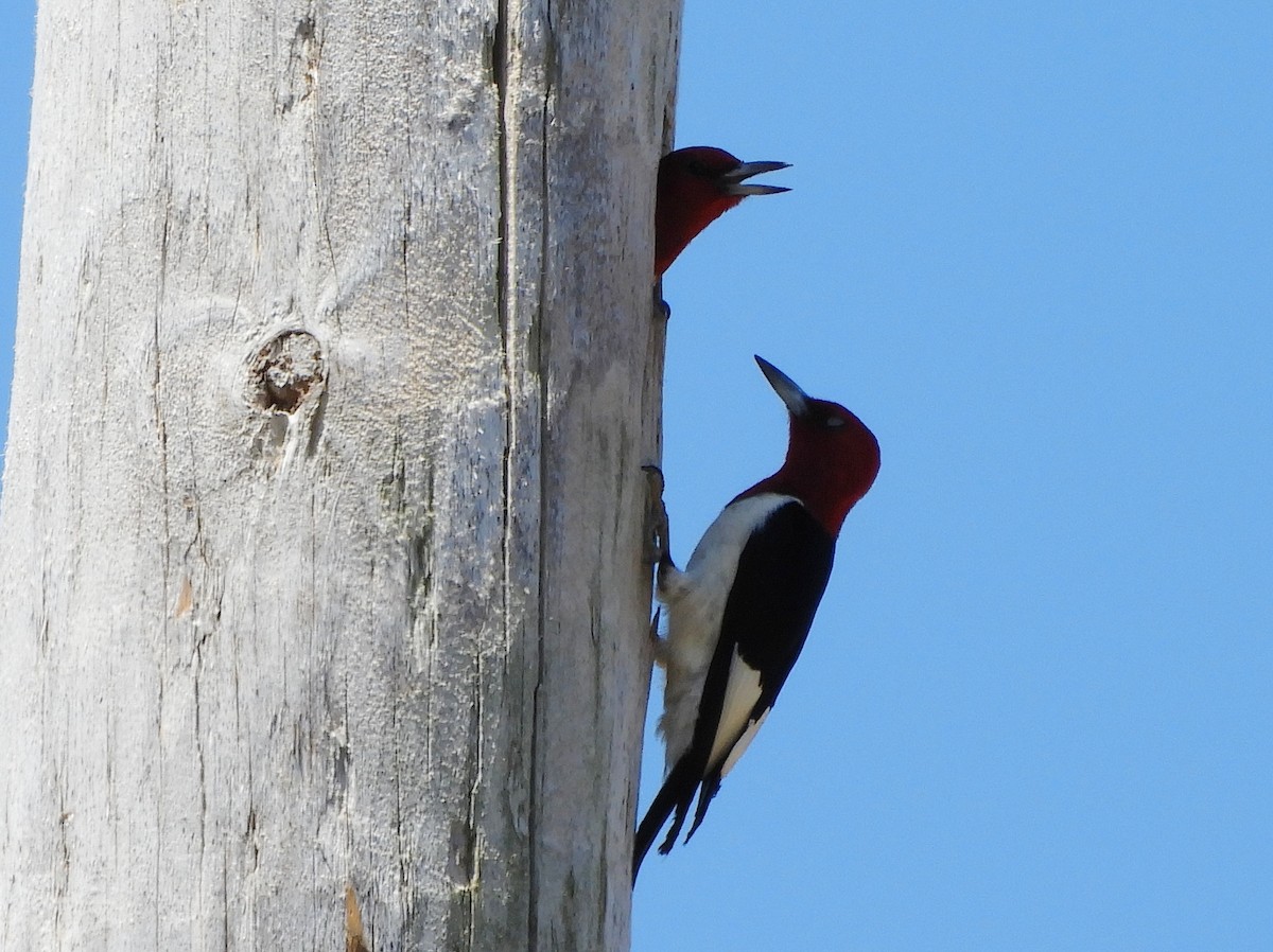 Red-headed Woodpecker - ML620819591