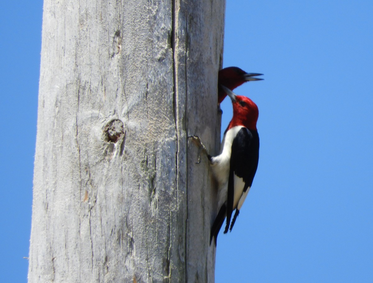 Red-headed Woodpecker - Joe Neal