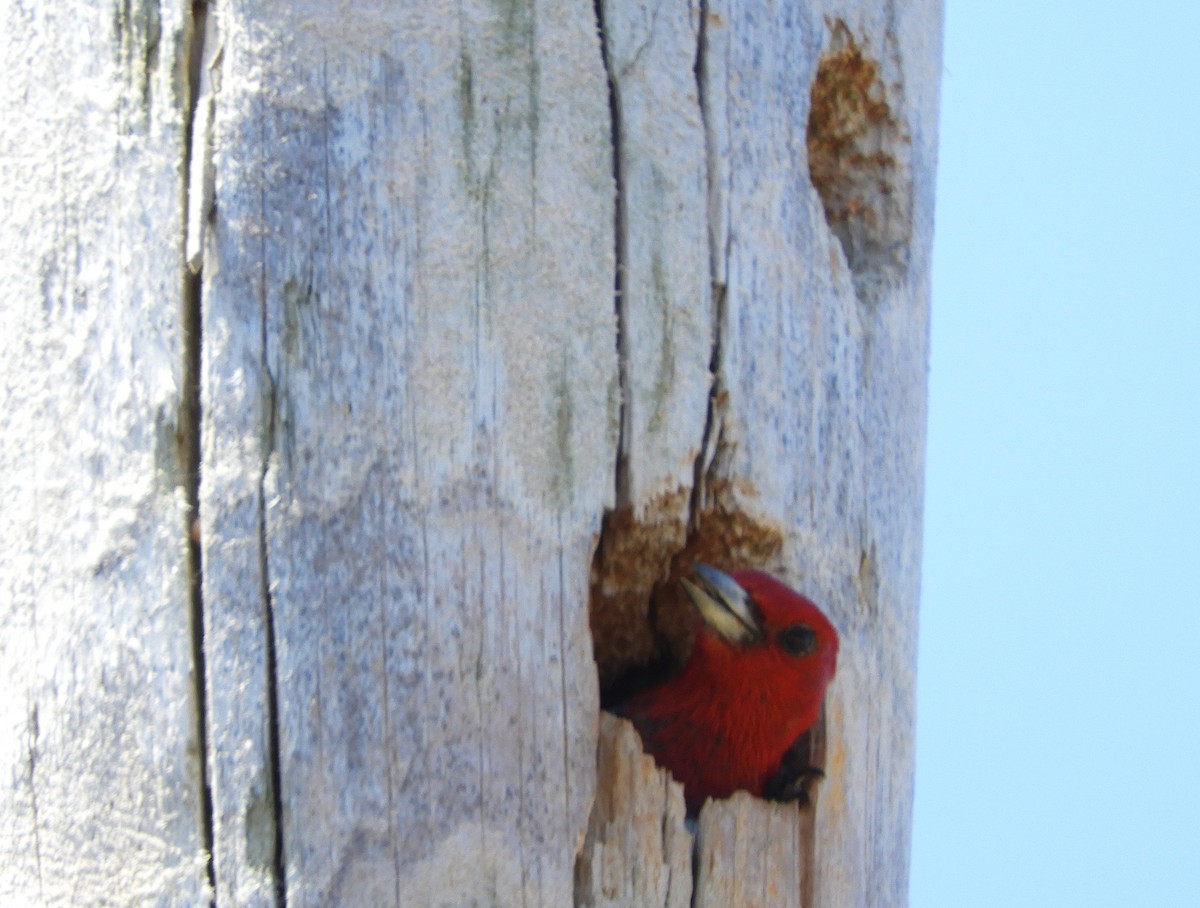 Red-headed Woodpecker - ML620819593