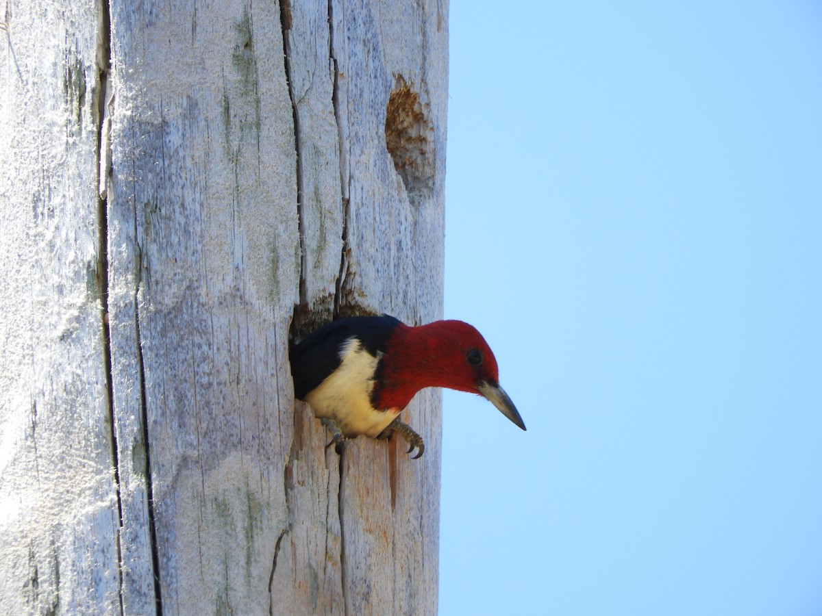 Red-headed Woodpecker - ML620819594