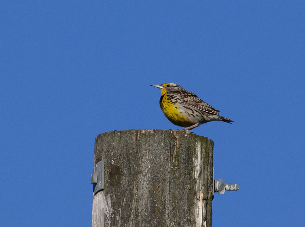 Western Meadowlark - ML620819595