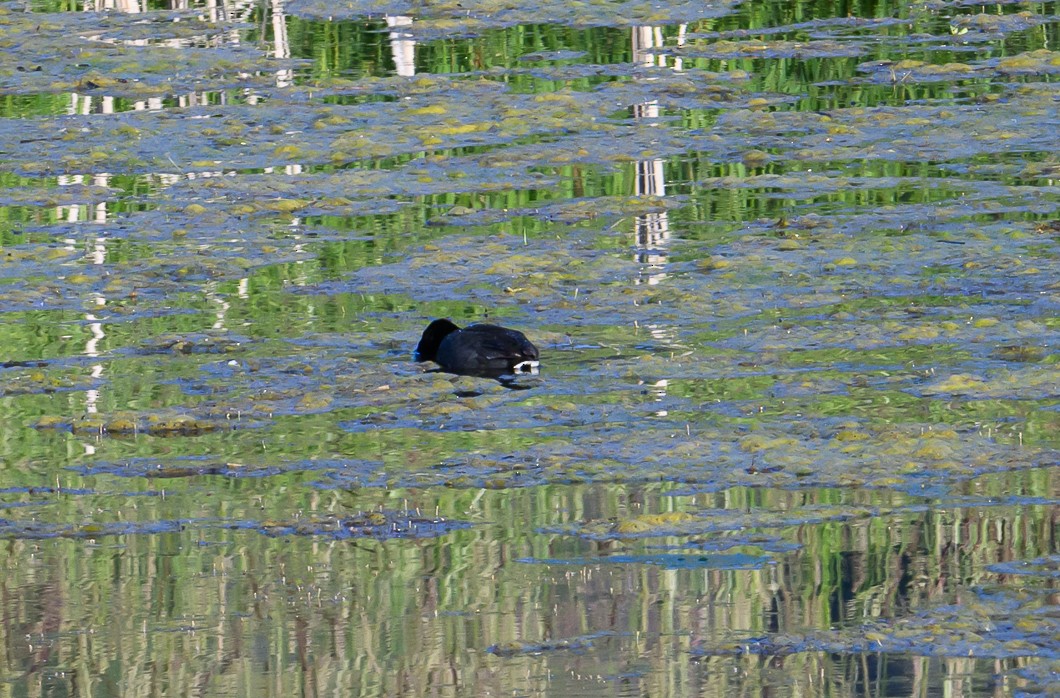 American Coot - ML620819598