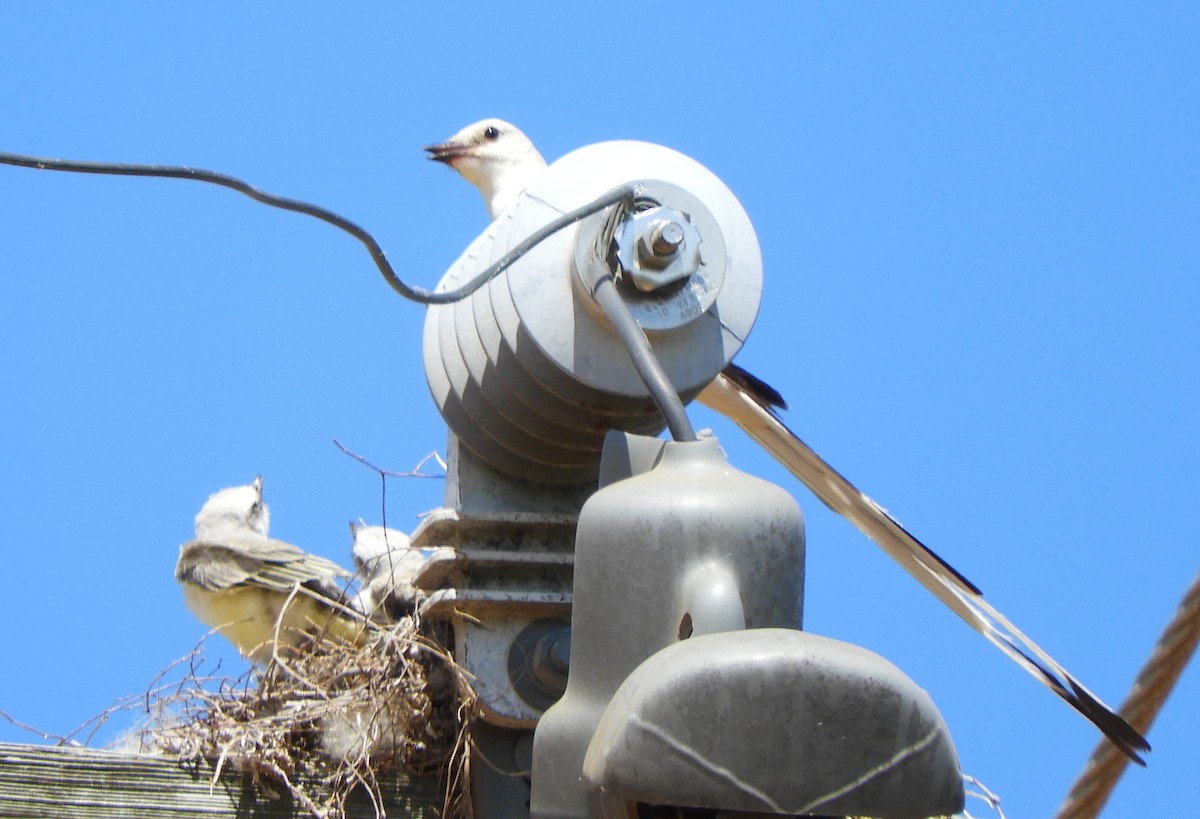 Scissor-tailed Flycatcher - ML620819600