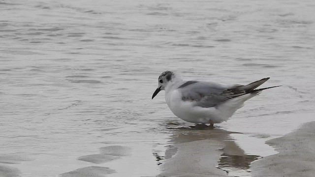 goéland ou mouette sp. - ML620819605