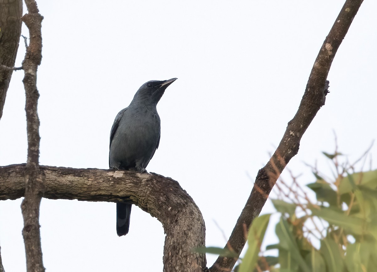 Common Cicadabird - ML620819608