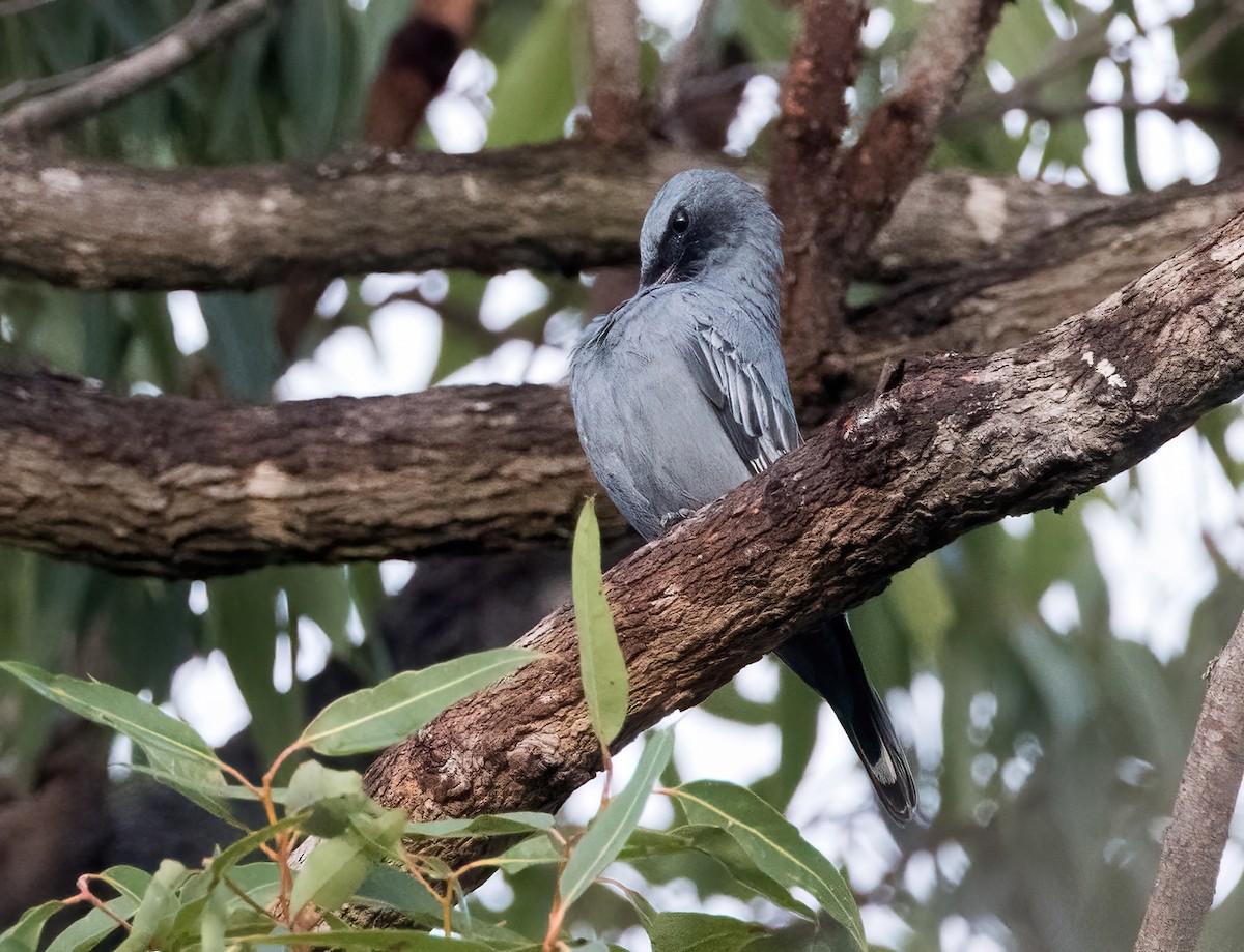 Common Cicadabird - ML620819609