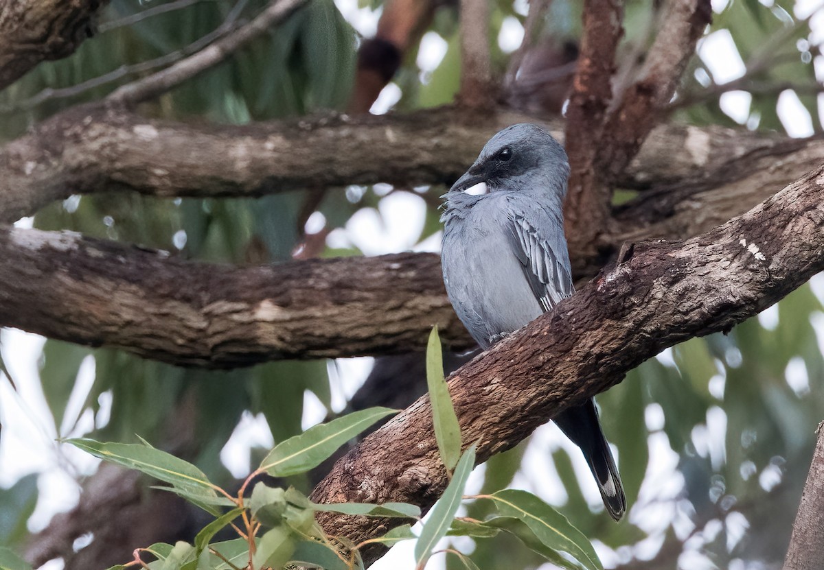 Common Cicadabird - ML620819610