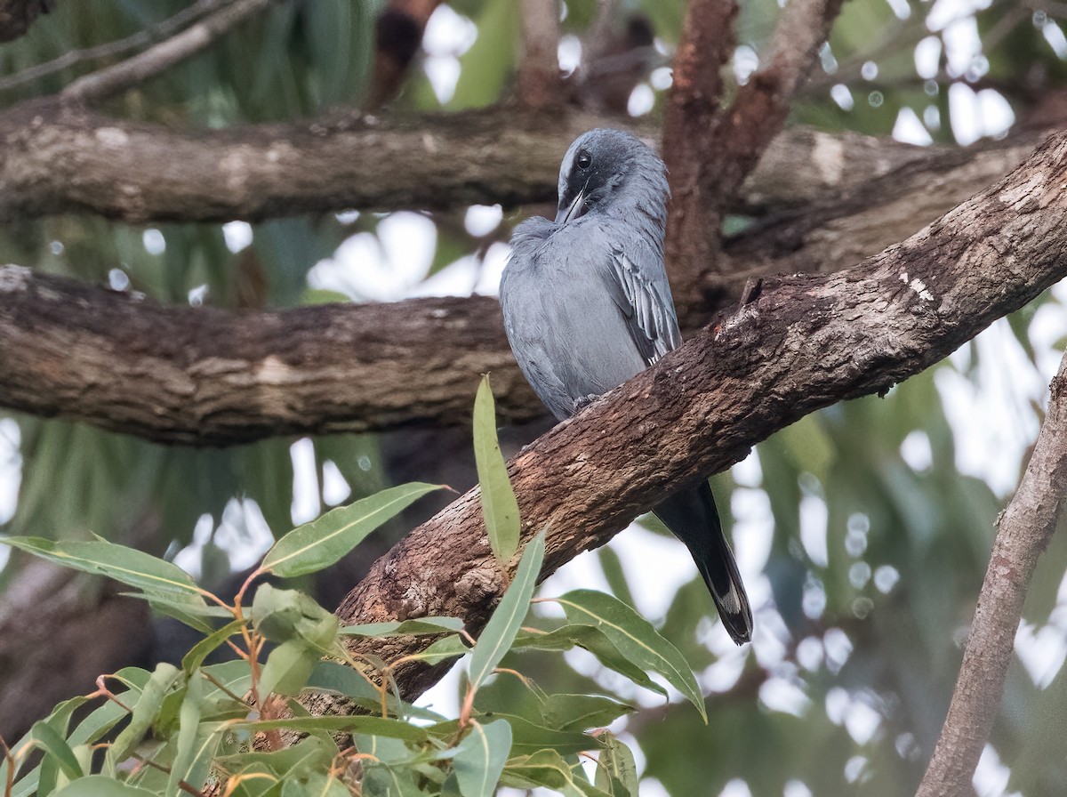 Common Cicadabird - Chris Barnes