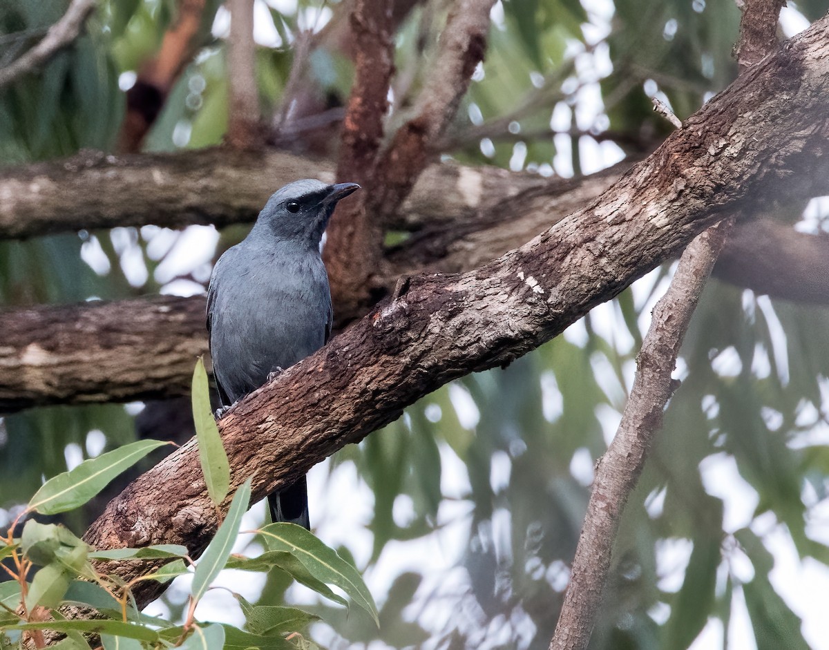 Common Cicadabird - ML620819614