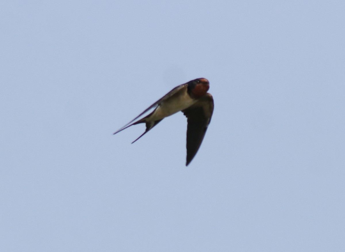 Barn Swallow - ML620819616