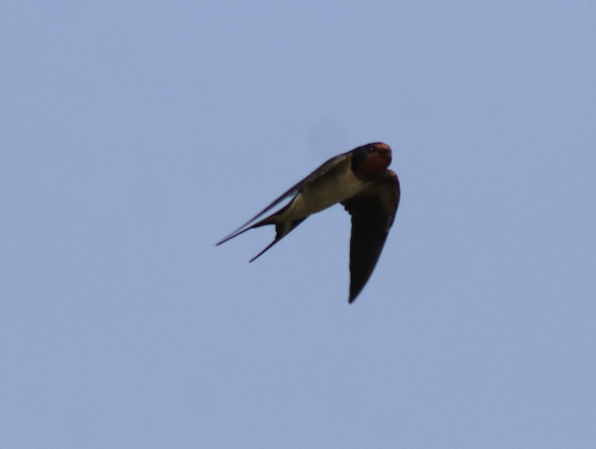 Barn Swallow - ML620819617