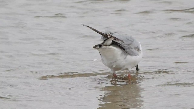 Gaviota/Gavión sp. - ML620819618