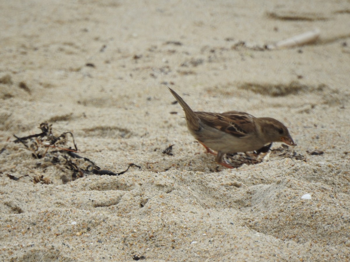 House Sparrow - ML620819619