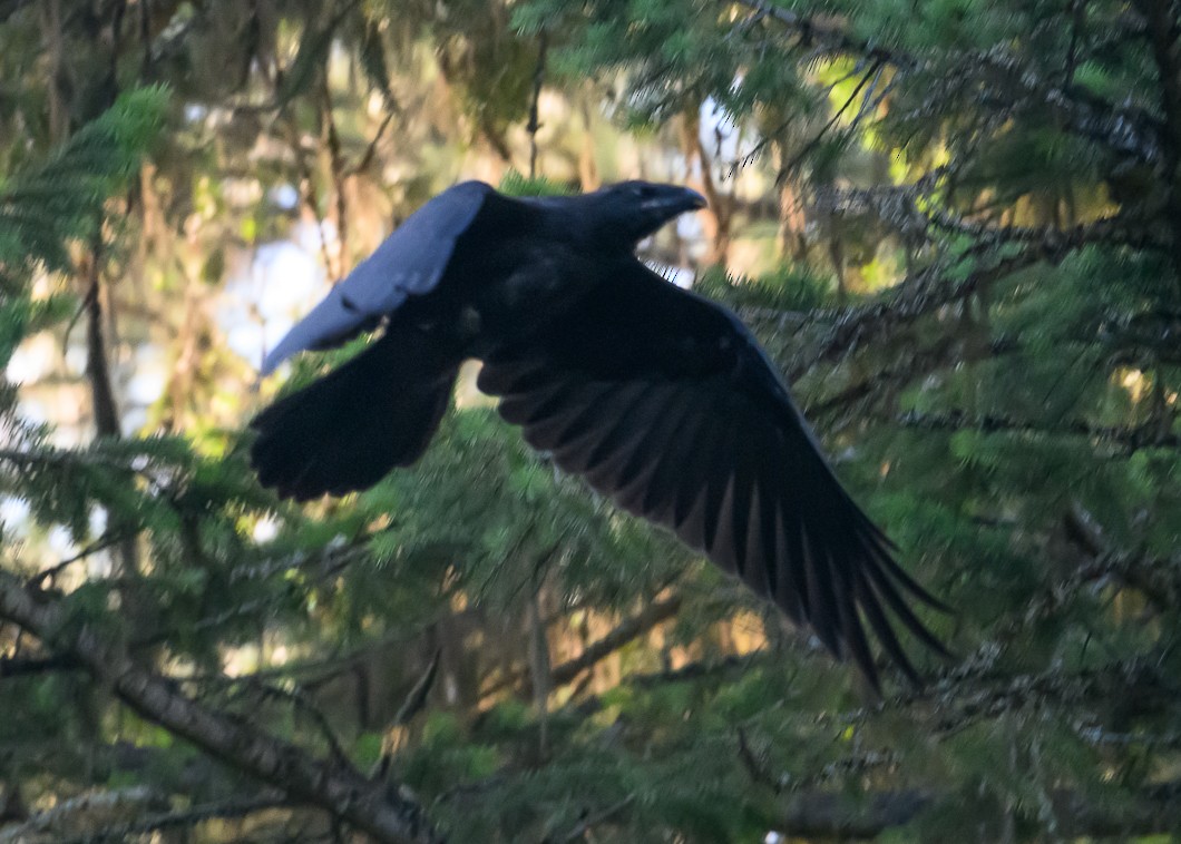 Common Raven - ML620819620