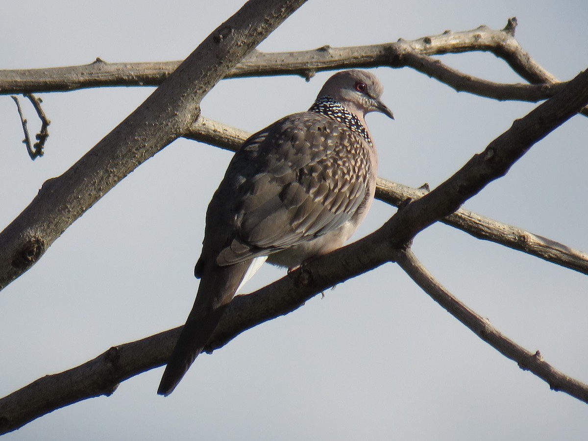 珠頸斑鳩 - ML620819621