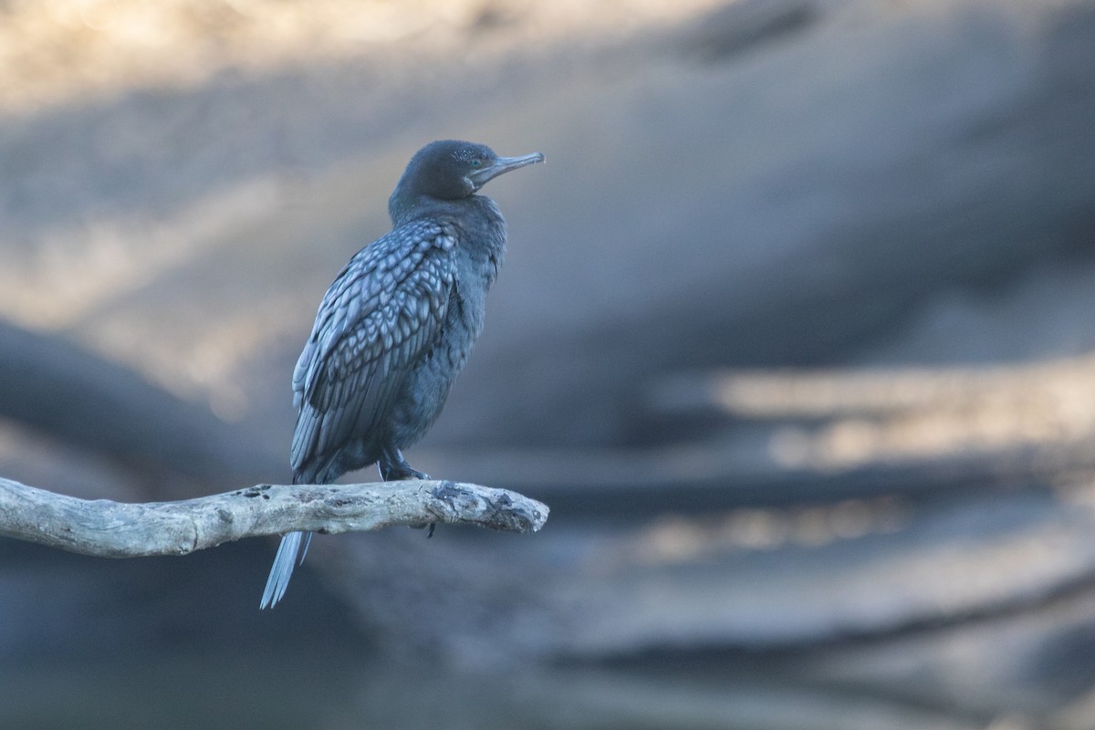 Little Black Cormorant - ML620819622