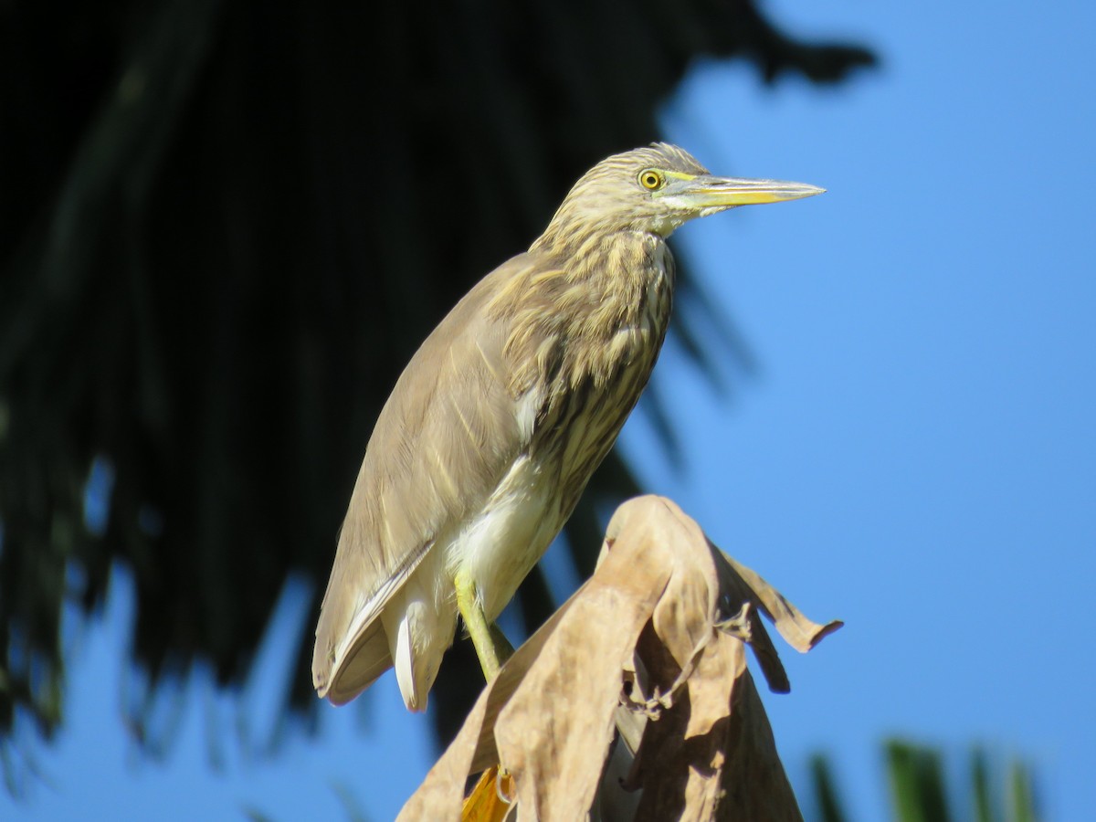 Indian Pond-Heron - ML620819624