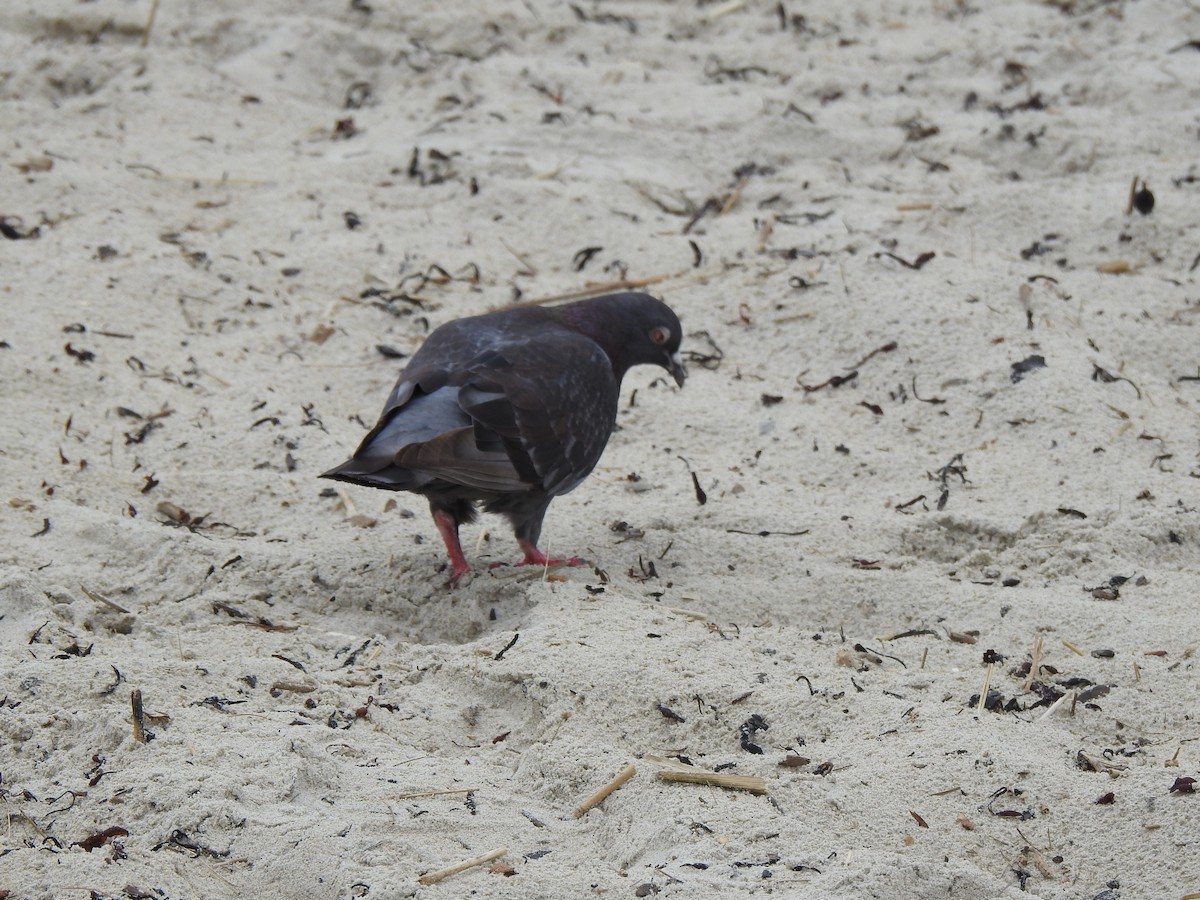 Rock Pigeon (Feral Pigeon) - ML620819625