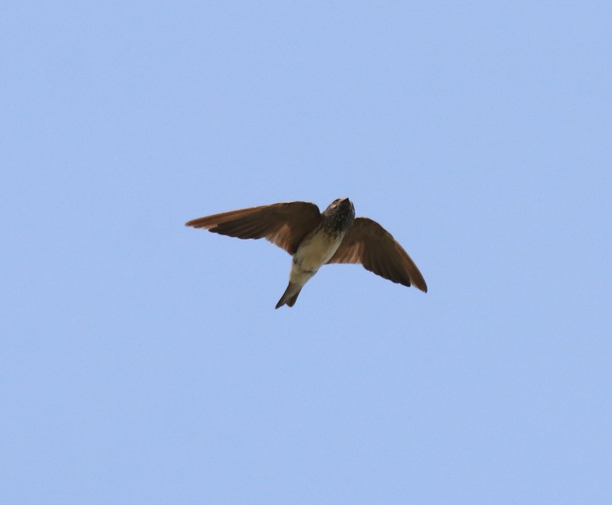 Streak-throated Swallow - ML620819629