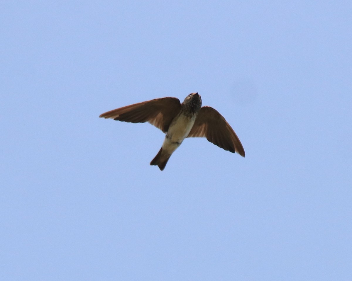 Streak-throated Swallow - ML620819630