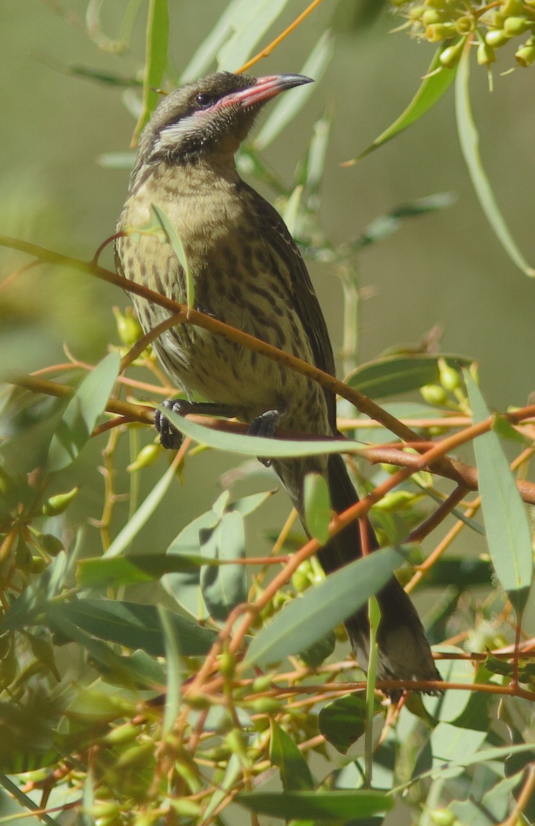 Spiny-cheeked Honeyeater - Rex Matthews