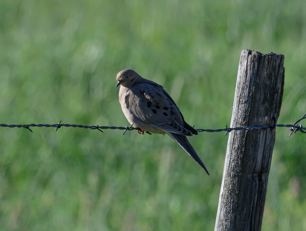 Mourning Dove - ML620819634