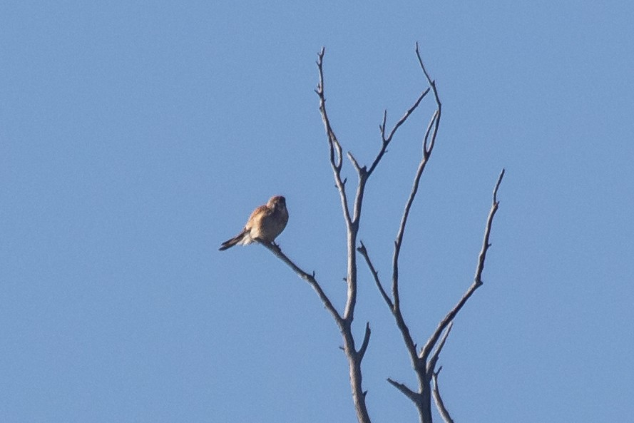 Nankeen Kestrel - ML620819635