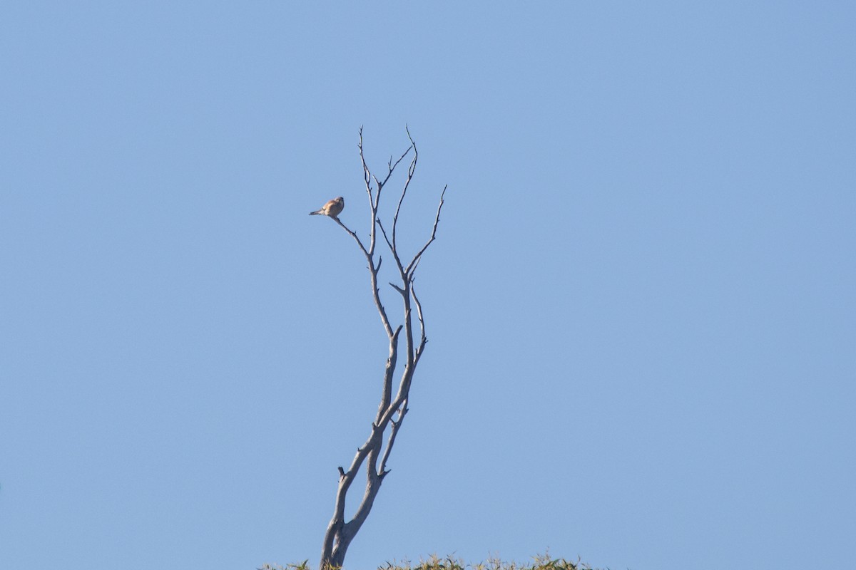 Nankeen Kestrel - ML620819636