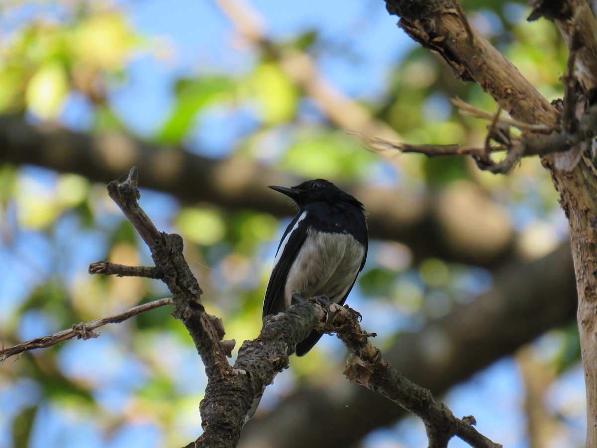 Oriental Magpie-Robin - ML620819637