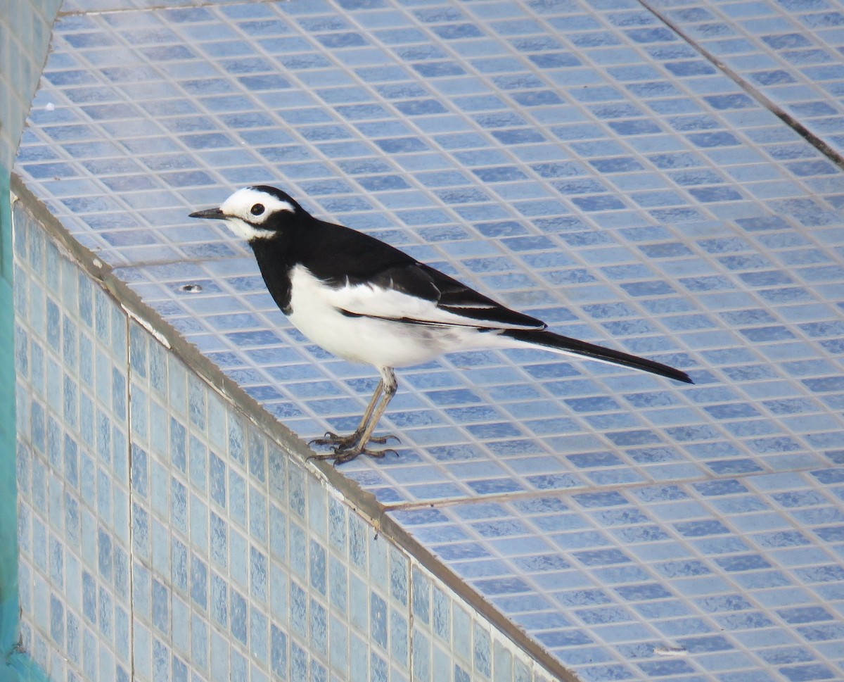 White-browed Wagtail - ML620819638