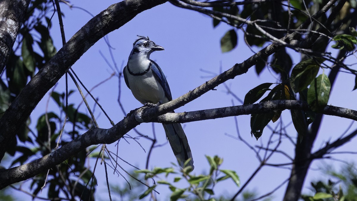 White-throated Magpie-Jay - ML620819640