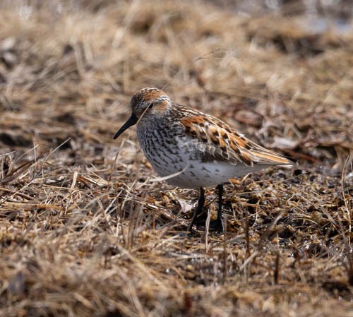 Red-necked Stint - ML620819642