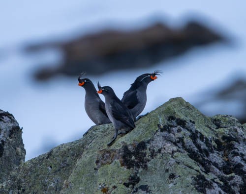 Crested Auklet - ML620819643