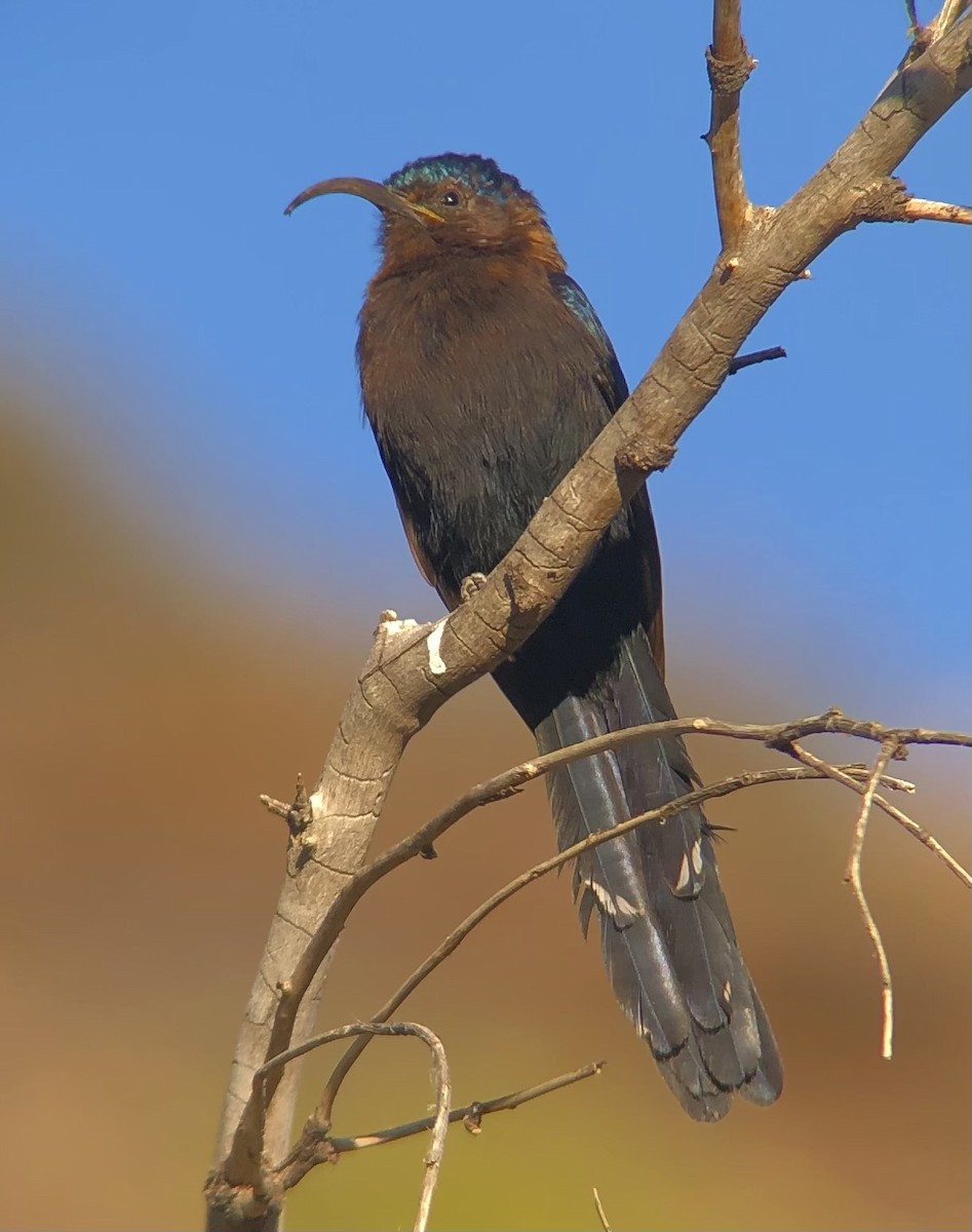 Common Scimitarbill - ML620819644