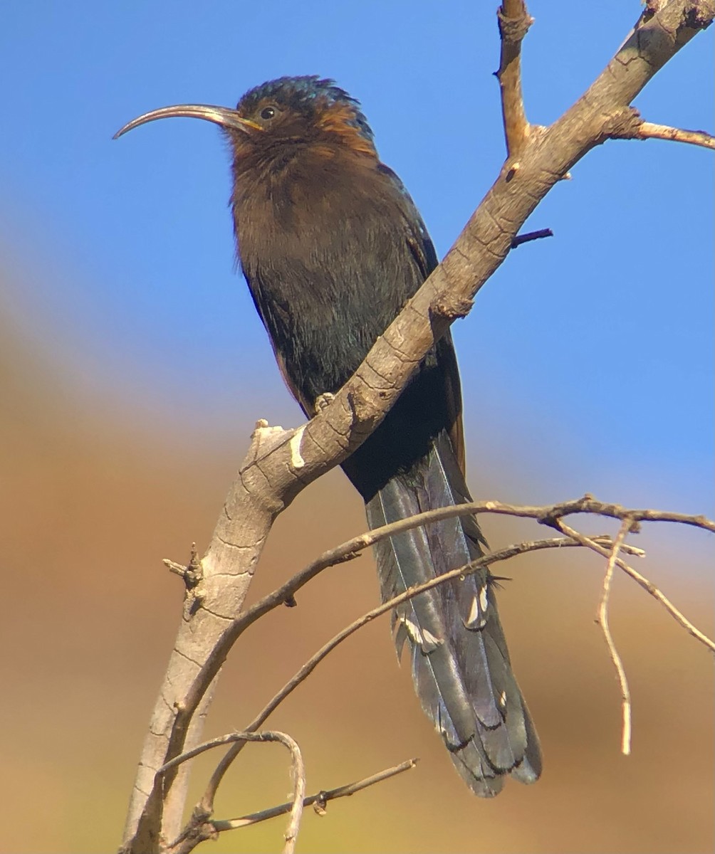 Common Scimitarbill - ML620819645