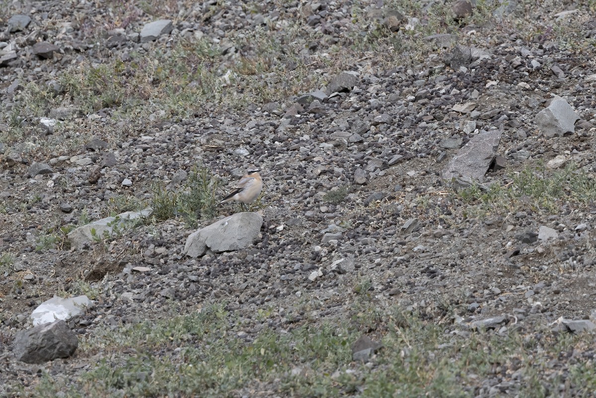 Northern Wheatear - ML620819647