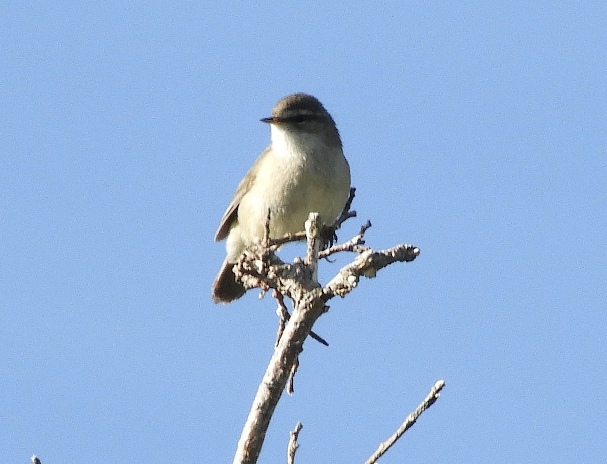 Mosquitero Ahumado - ML620819648