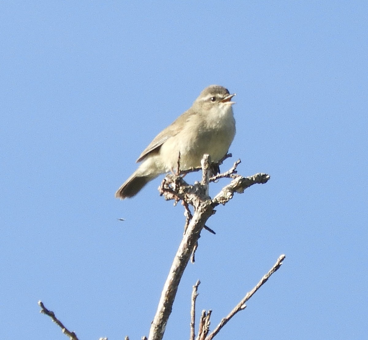 Mosquitero Ahumado - ML620819649