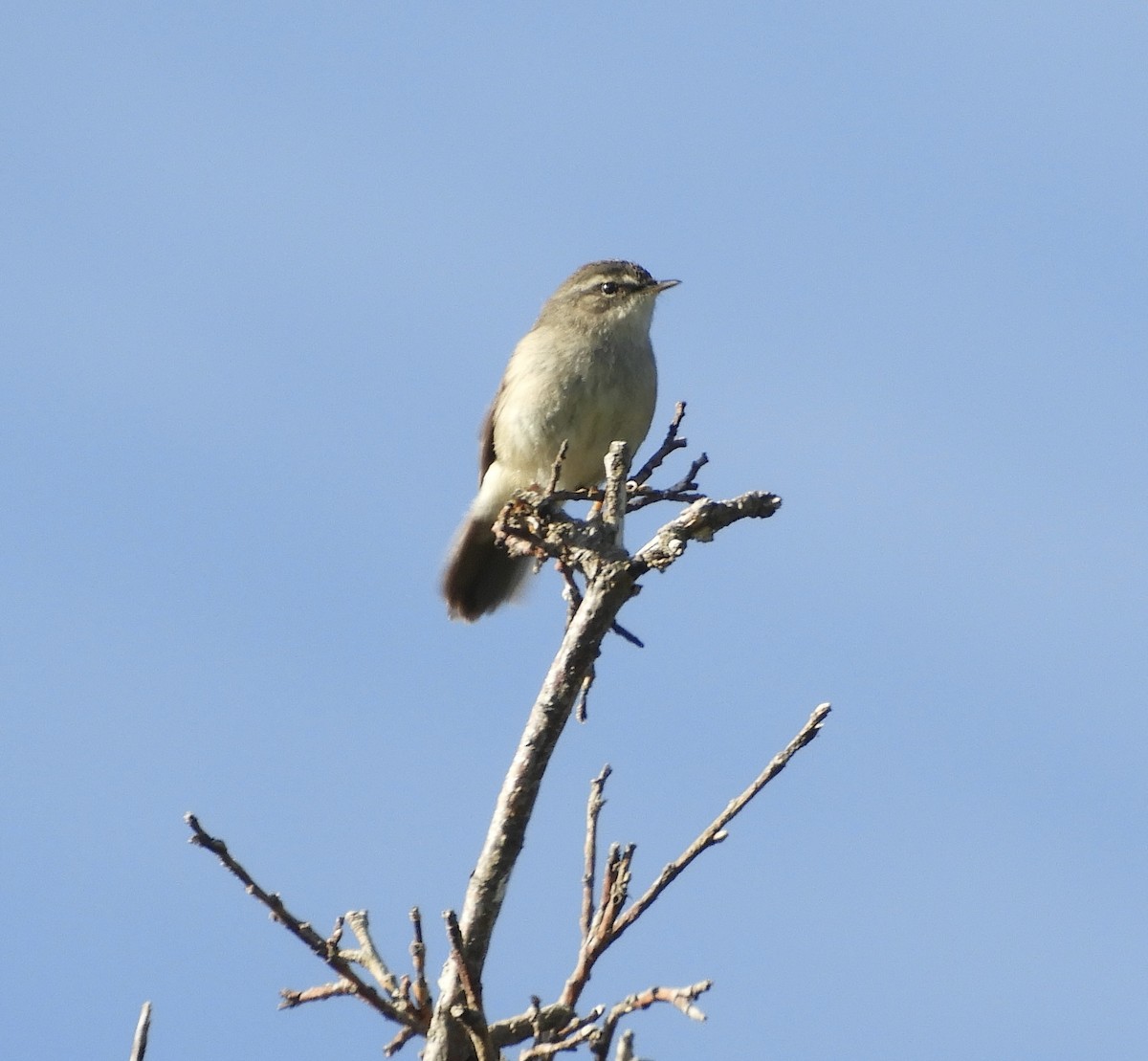 Smoky Warbler - Frank Antram