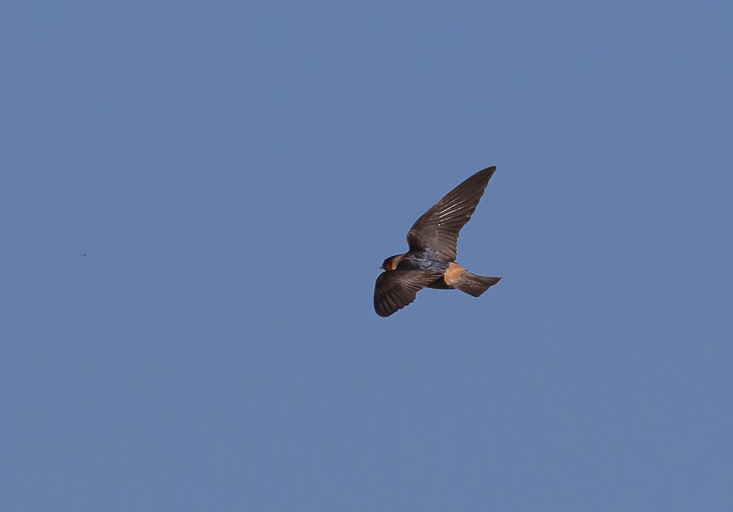 Cliff Swallow - ML620819655