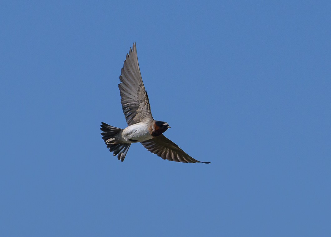 Cliff Swallow - ML620819656