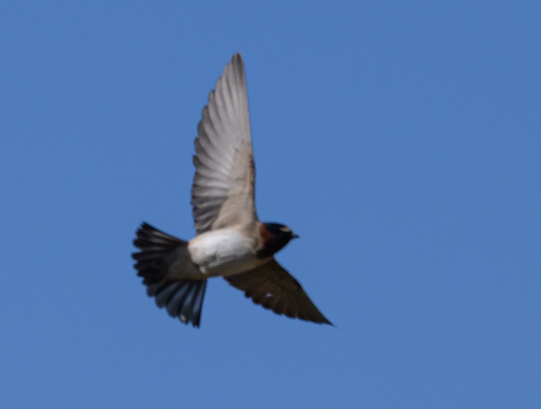 Cliff Swallow - ML620819657