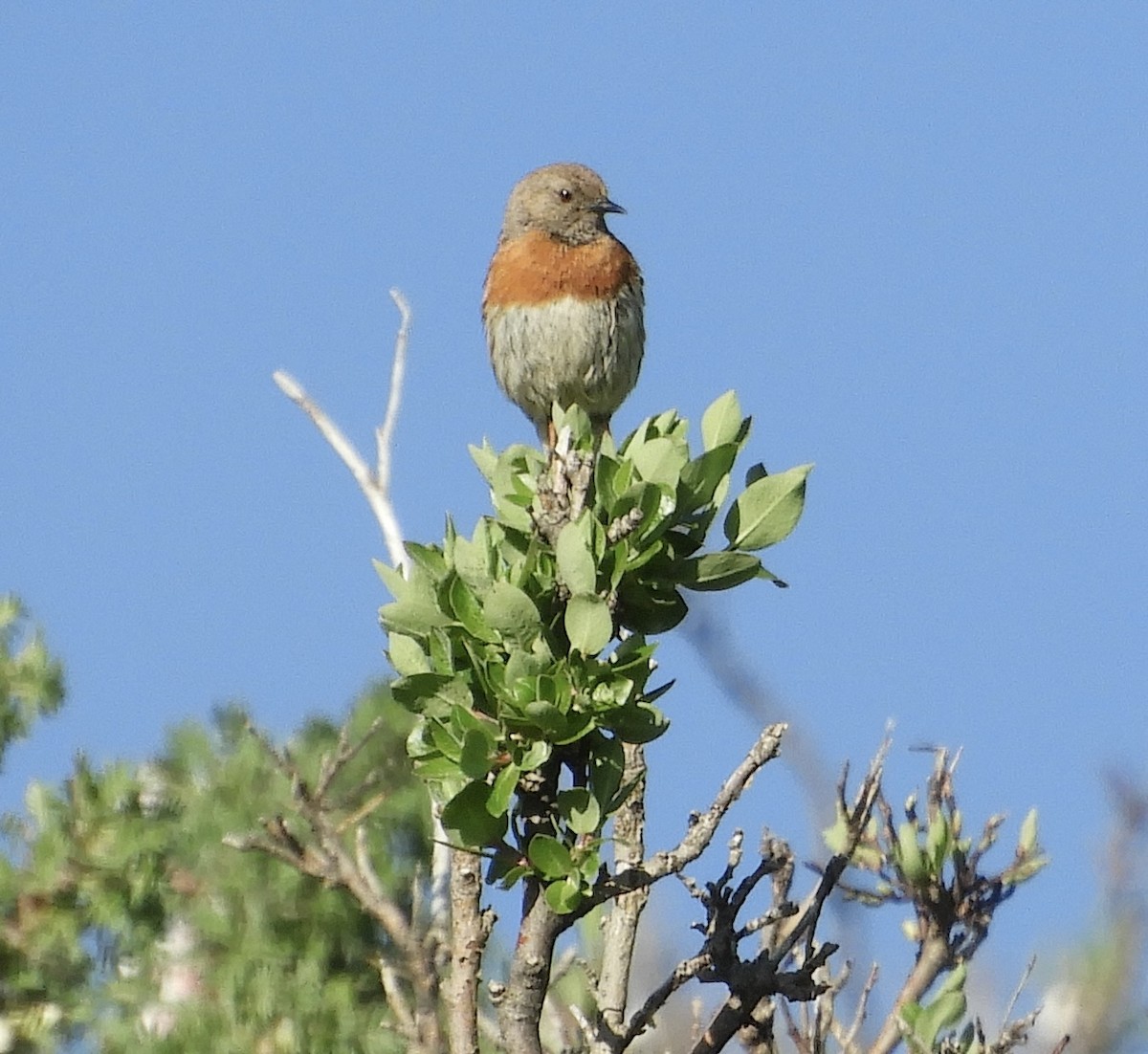 Robin Accentor - ML620819658