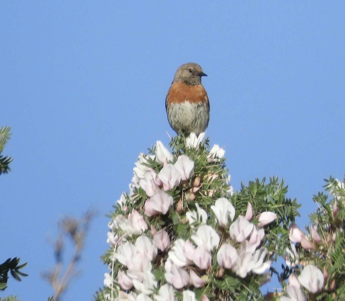 Robin Accentor - Frank Antram