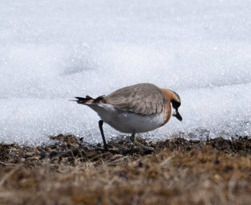 Siberian Sand-Plover - ML620819660