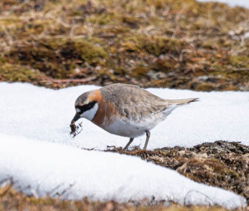 Siberian Sand-Plover - ML620819661