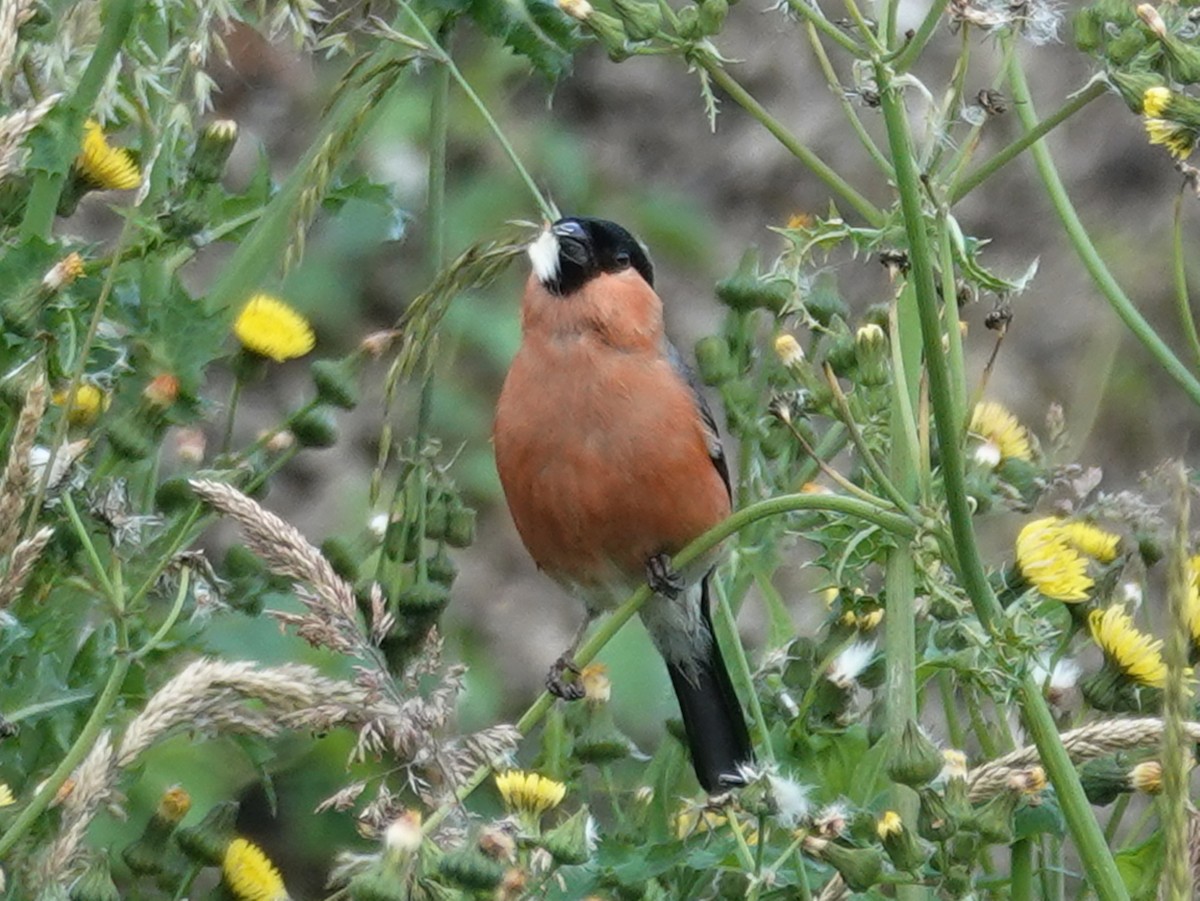 Eurasian Bullfinch - ML620819662