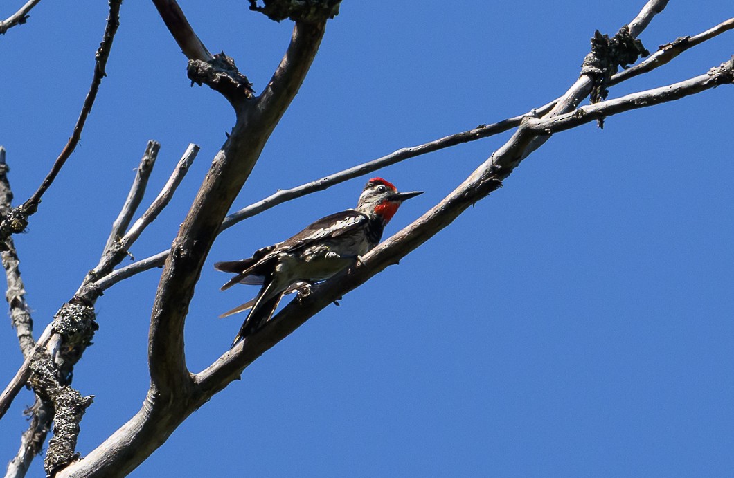 Red-naped Sapsucker - ML620819663